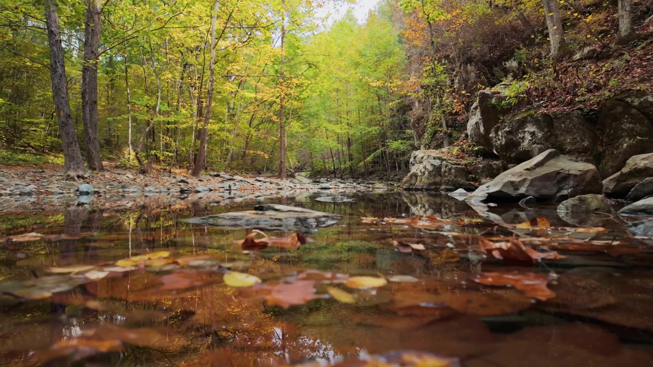 Gevallen bladeren verzamelen zich in stilstaand water, Shenandoah National Park, perspectief op waterniveau