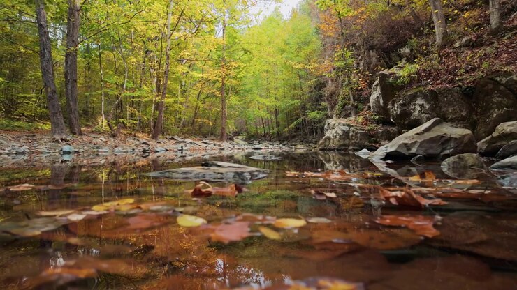 Gevallen bladeren verzamelen zich in stilstaand water, Shenandoah National Park, perspectief op waterniveau