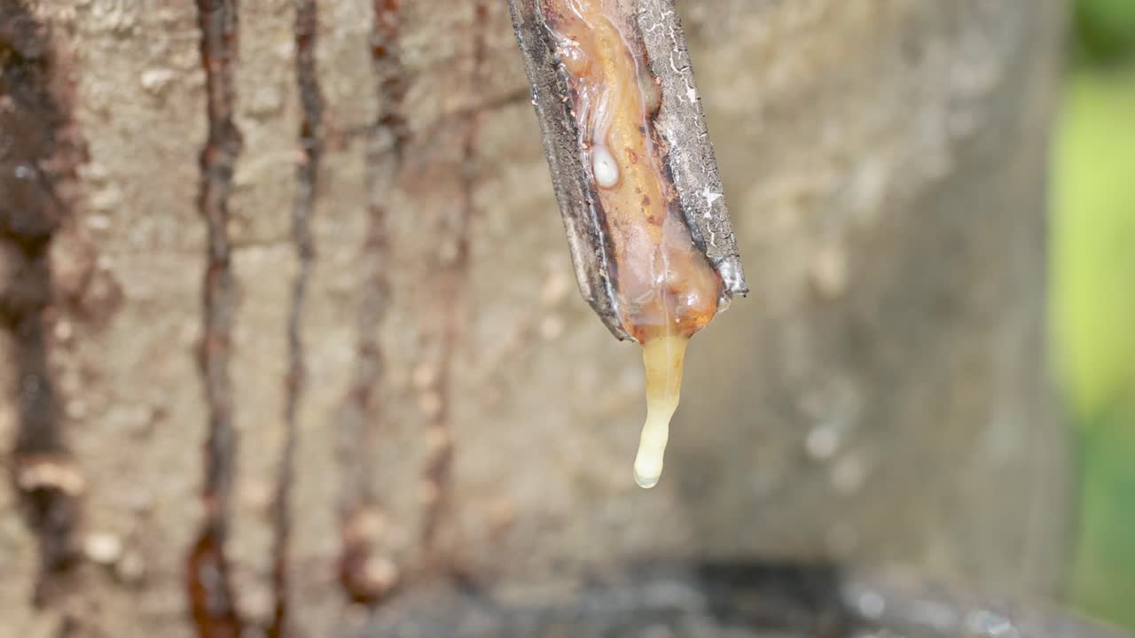 Close-up of latex dripping from a rubber tree into a collection pan, captured in natural lighting