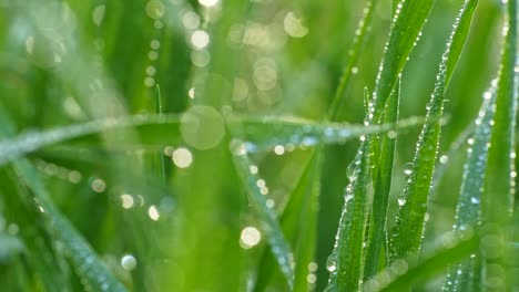 world of green blades of grass covered with crystal clear dew drops. abstract macro slider shot, 4k