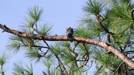 Mississippi-Kite-calls-for-it's-parents-while-perched-on-a-pine-tree-branch