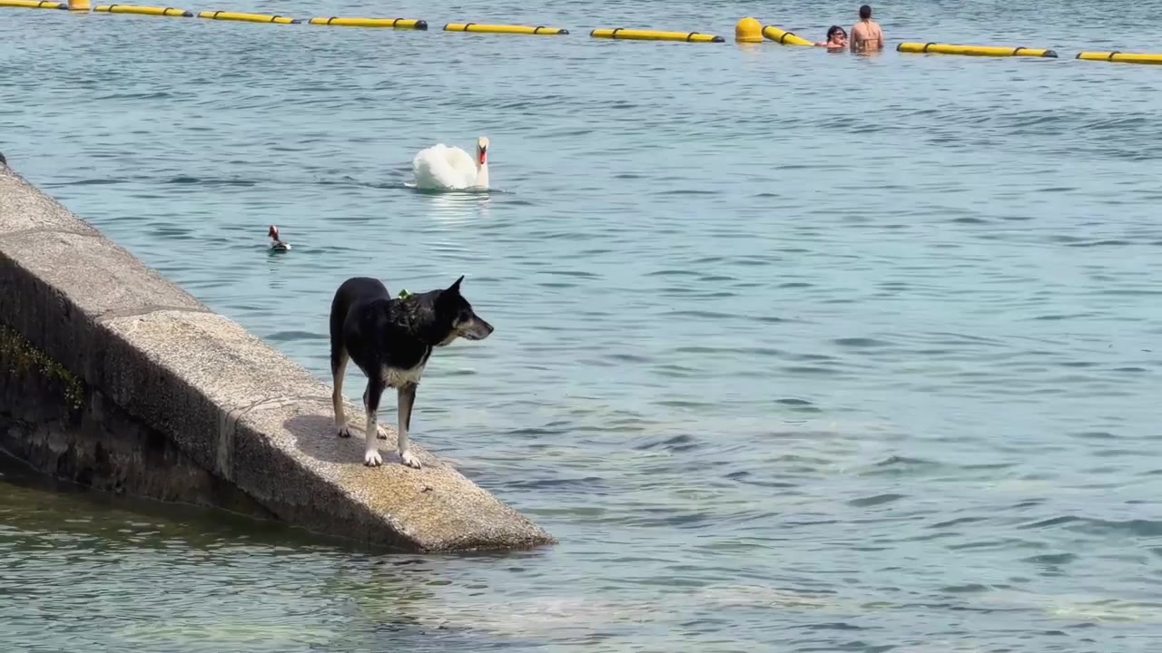 Um cão preto está em um píer de pedra enquanto um cisne branco nada por perto
