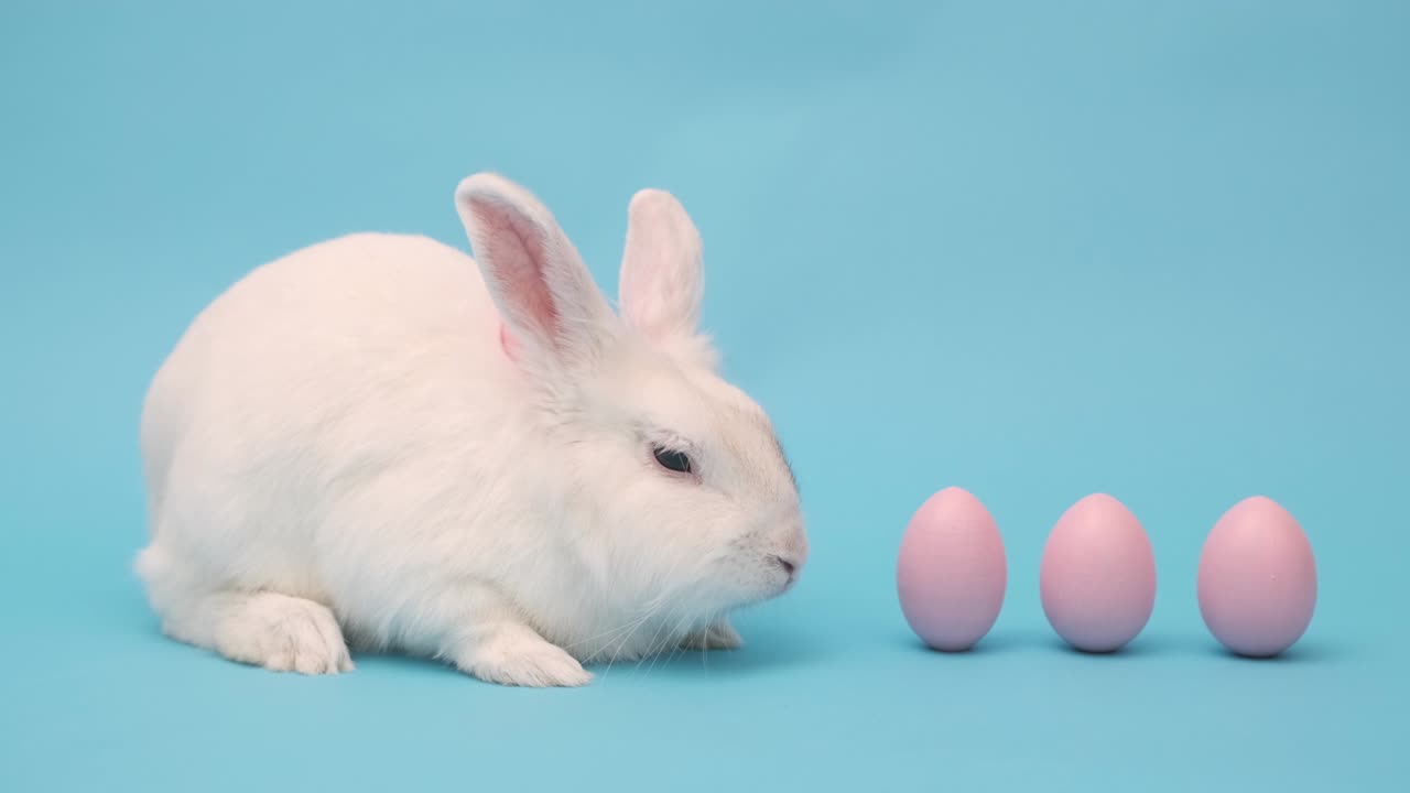 파란색 배경에 색 이스터 토끼. 토끼는 분홍색 이스터 달과 함께 앉아 있습니다.