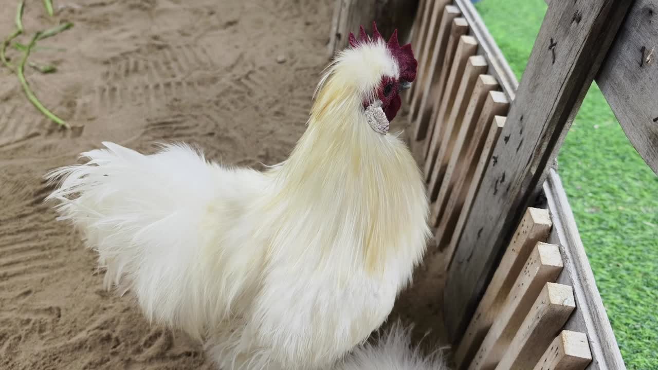 gallo peludo blanco en un gallinero de madera