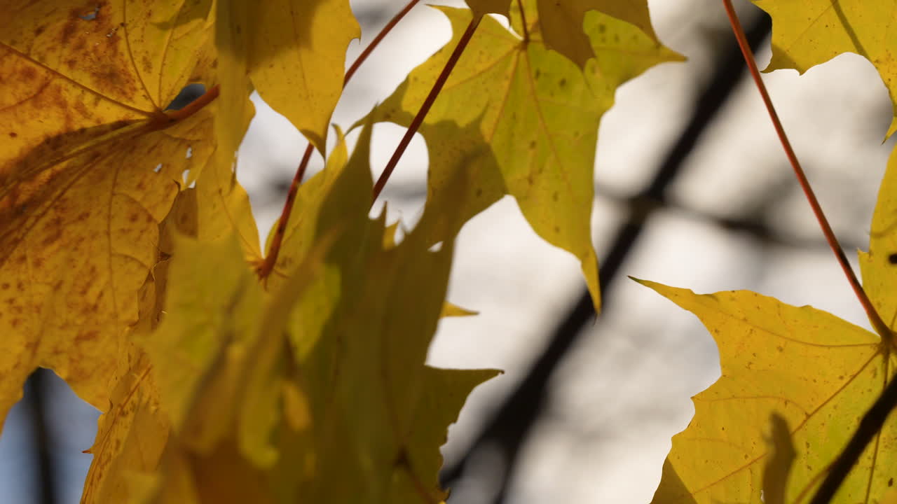 primer plano naturaleza colorida otoño tranquilo follaje dorado en el árbol en otoño