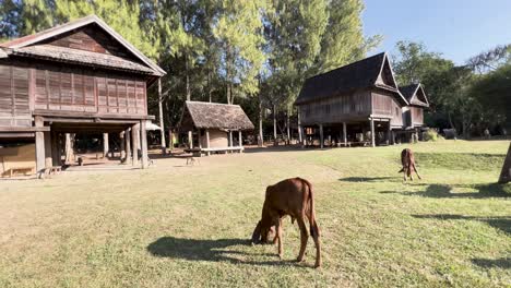las vacas pastan pacíficamente junto a las casas tradicionales tailandesas