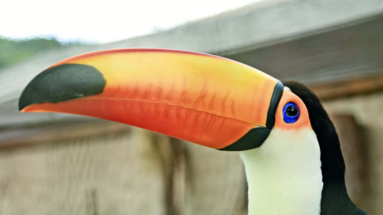 Um tucano grande com um bico laranja senta-se num galho de árvore num aviário no zoológico. Um zoológico de pássaros com aves exóticas coloridas.