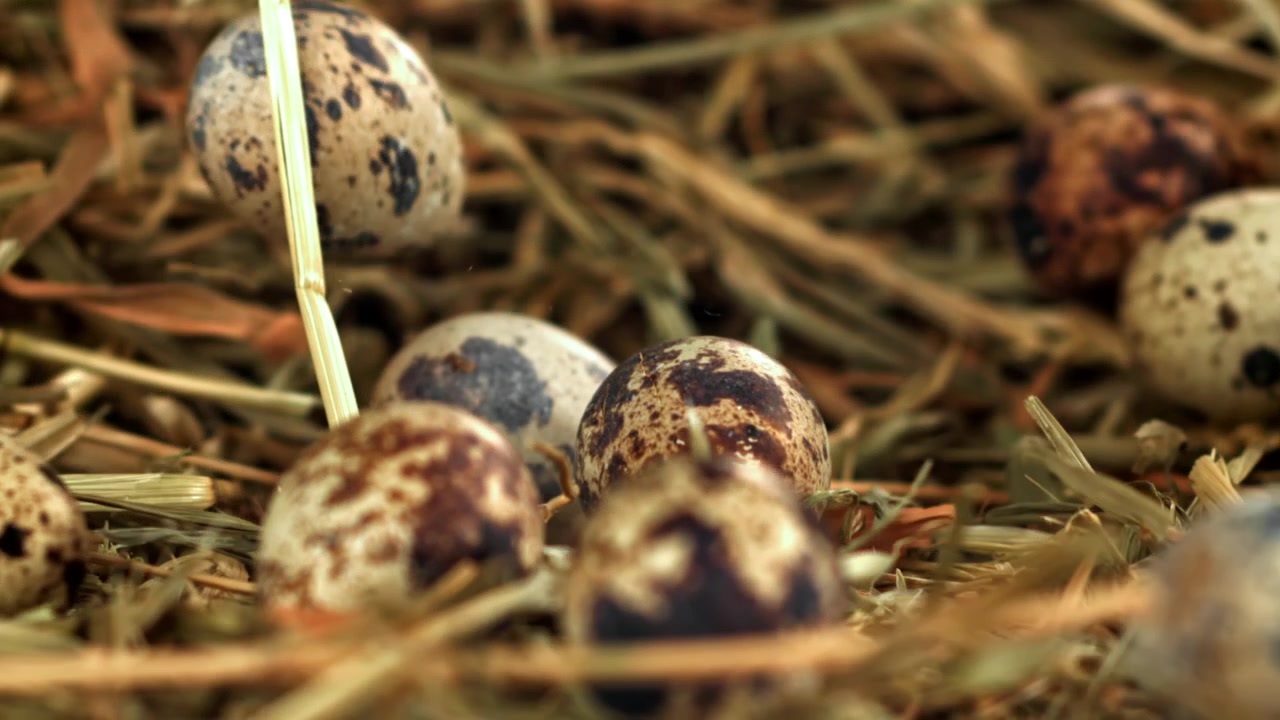 Close-Up of Speckled Quail Eggs Dropping into a Rustic Hay Nest