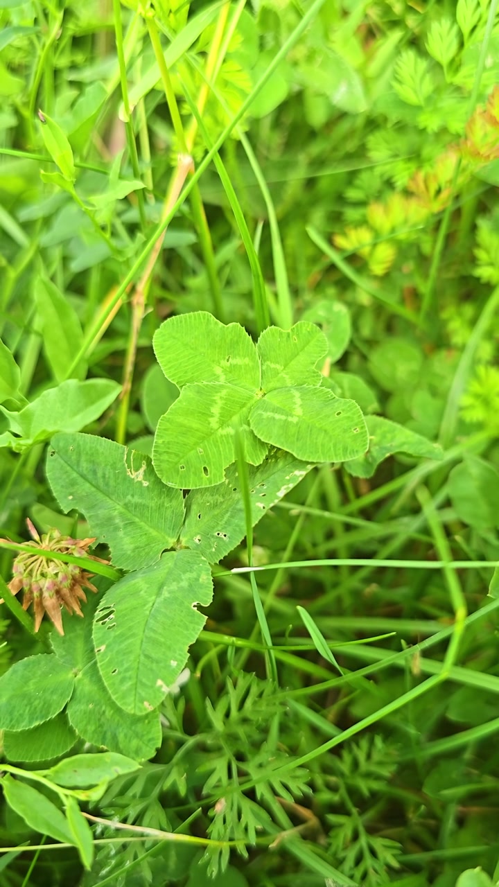 Vertical close-up of a rare four leaf clover beside a common clover in grass.