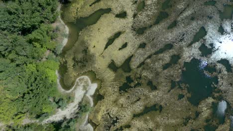 vista aérea de arriba hacia abajo de la contaminación por la floración de algas en un lago durante el día de verano, europa