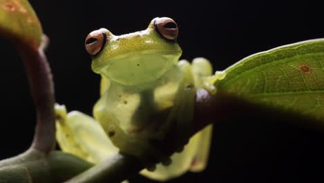 Full-display-of-the-rare-Glass-Tree-Frog-with-incredible-lighting