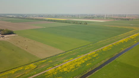 aerial drone shot of the beautiful typical flat landscape of the netherlands, europe.