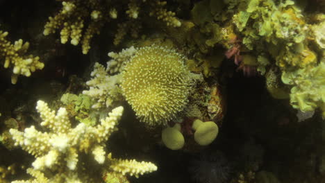 Stichodactyla-helianthus,-commonly-known-as-sun-anemone,-is-a-sea-anemone-of-the-family-Stichodactylidae