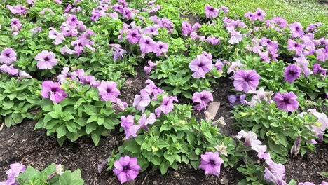 las flores púrpuras crecen y florecen rápidamente.