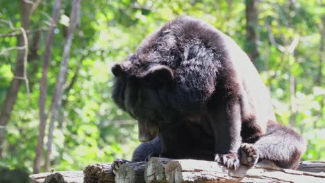 asiatic black bear, ursus thibetanus