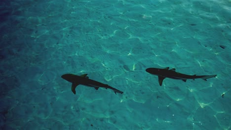 Black-tip-reef-sharks-swimming-by-in-crystal-clear-water