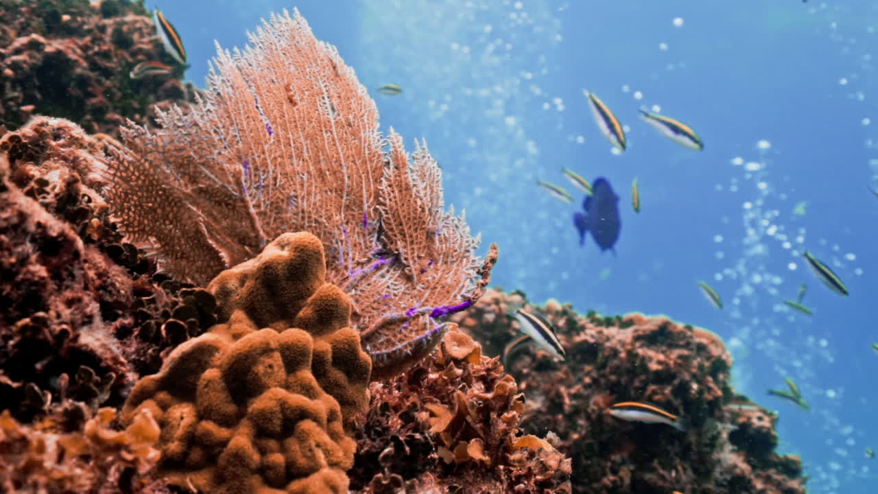 Beautiful marine life shot of sea fan and sponge corals with fishes in the background