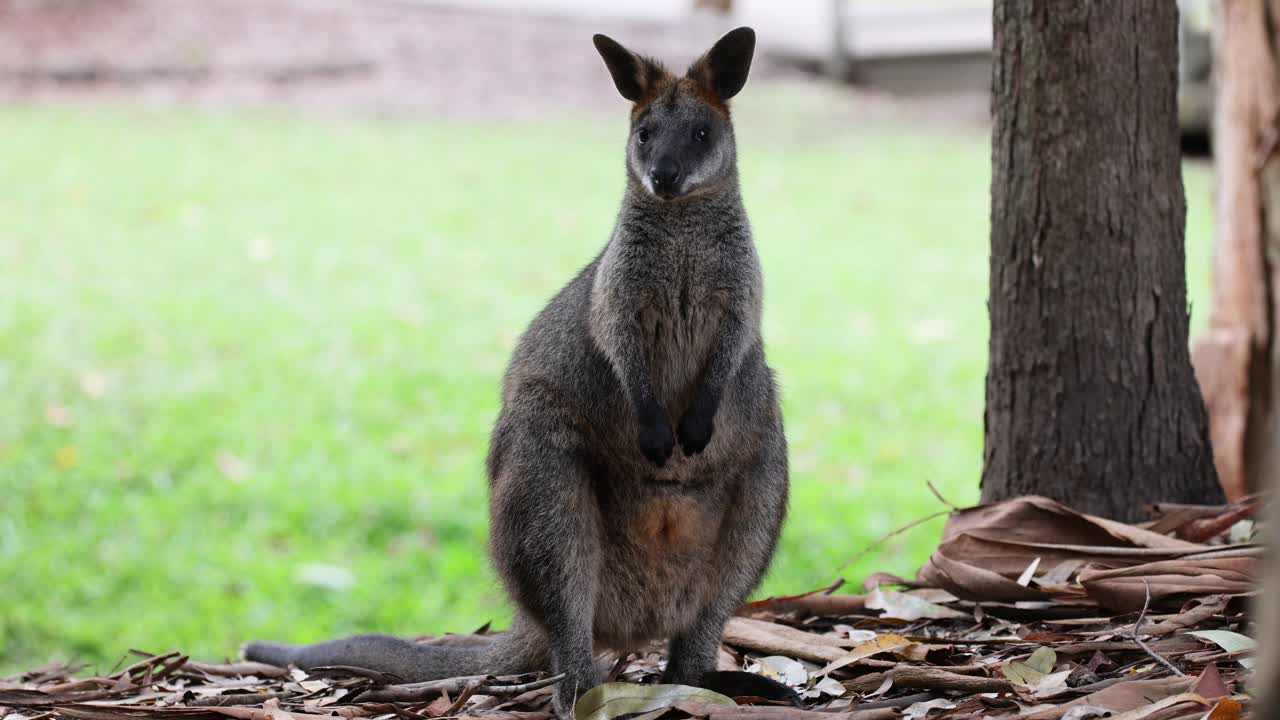 el wallaby está en alerta en medio de un parque natural