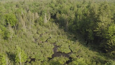 Luftaufnahme-Im-Freien,-Die-über-Dichte-Wälder-Und-üppige-Wildnis-Fliegt