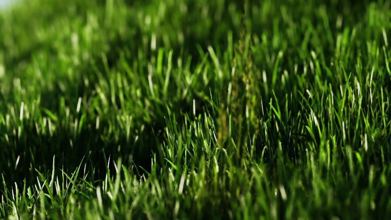 Vibrant green grass swaying gently under sunlight in a serene outdoor setting