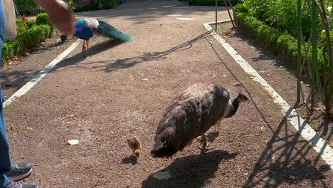 peacocks in a park with their chicks