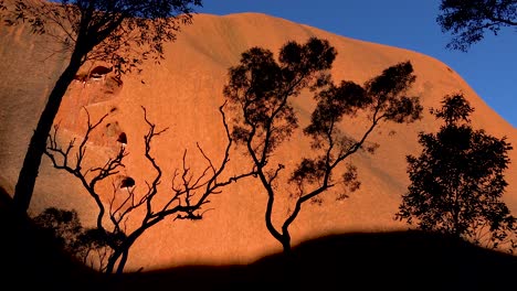 樹木在艾爾斯岩石 (ayers rock) 上顯得突出,澳洲的烏魯魯 (uluru) 在早晨的光線下1