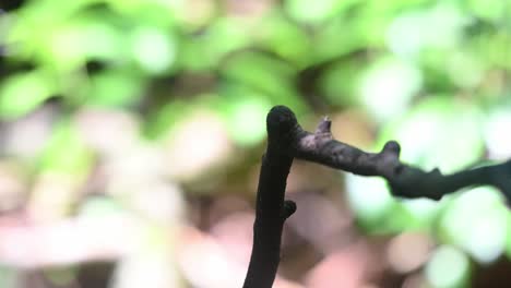 Seen-with-an-insect-in-its-mouth-then-flies-away-to-the-back,-Silver-breasted-Broadbill-Serilophus-lunatus,-Thailand