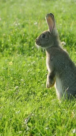 a beautiful cute rabbit stands in lush green grass under bright warm sunlight