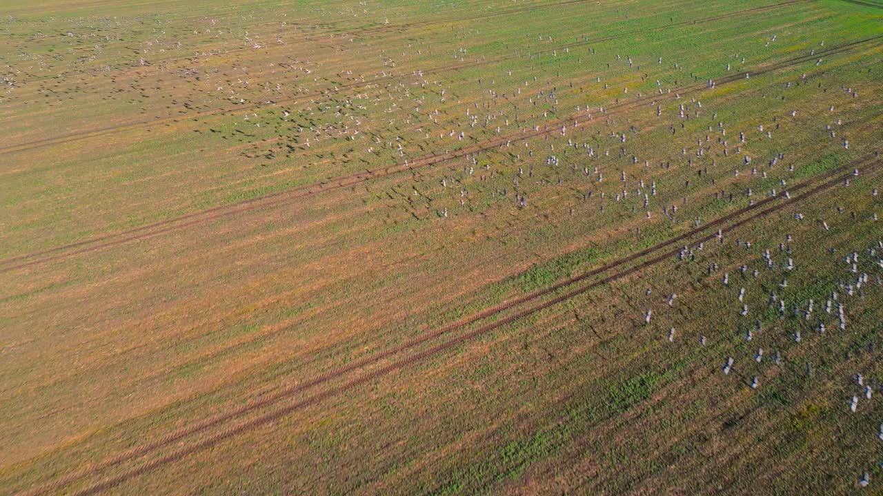 Aerial View of a Large Flock of Birds Flying Over a Field