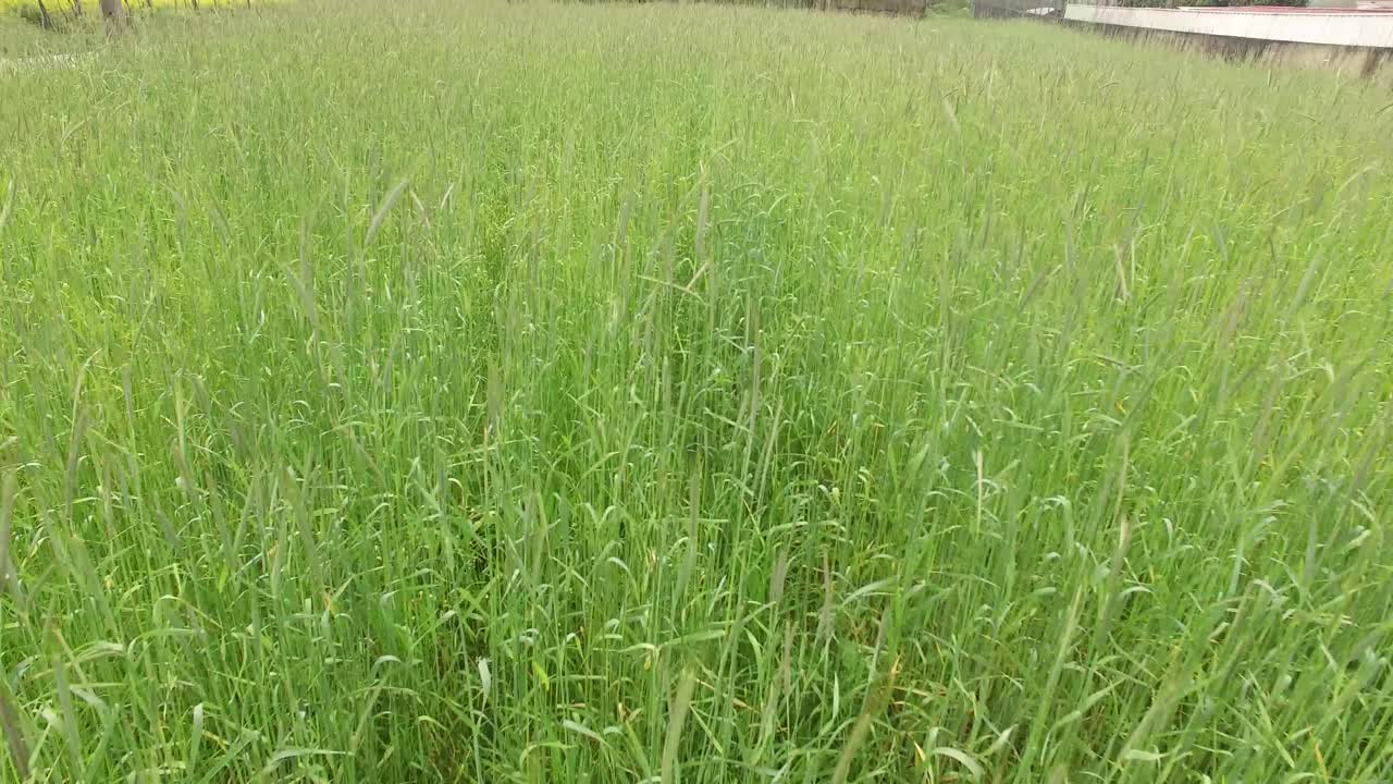 녹색 호밀밭 위를 날다