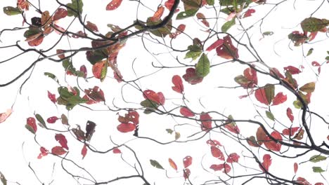 orange and green leaves in gentle breeze