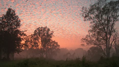 Impresionante-Amanecer-En-El-Interior-De-Australia-Con-Caballos-Parados-Inquietantemente-En-La-Niebla-Del-Amanecer-Y-Un-Asesinato-De-Cuervos-Volando-Por-Encima-Del-Cielo-Naranja