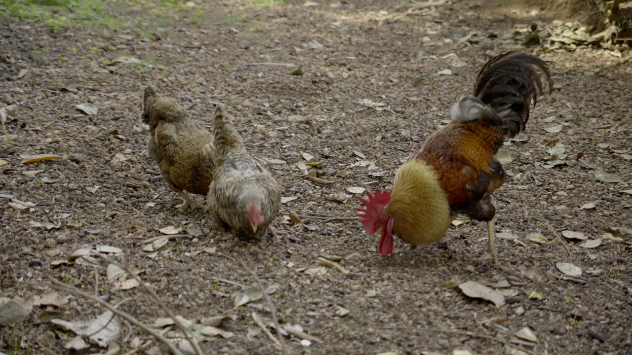 pollos felices caminando en un gallinero de campo libre en un jardín fuera de la red, una familia de gallinas caminando