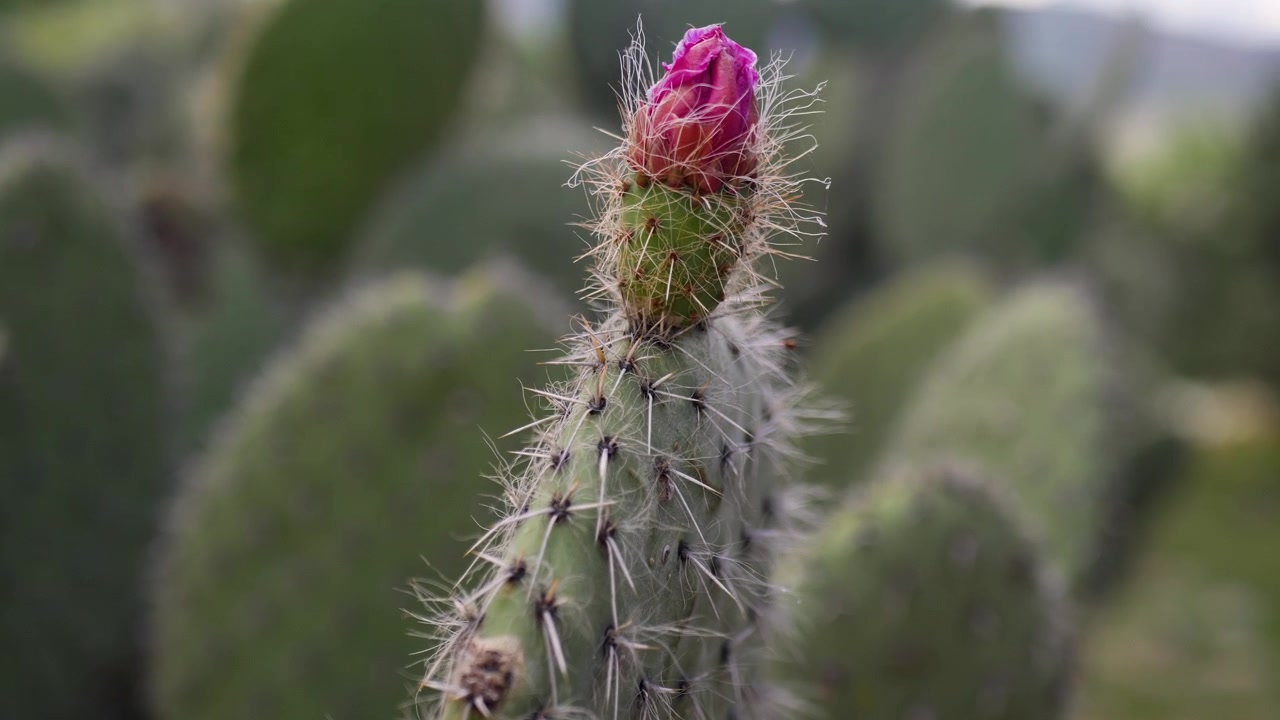 Slowmotion nærbillede af lyserød blomstrende kaktusplante med torne og pigge i en have ved Mitla-ruinpaladset i Oaxaca, Mexico, ørken, Centralamerika, natur.