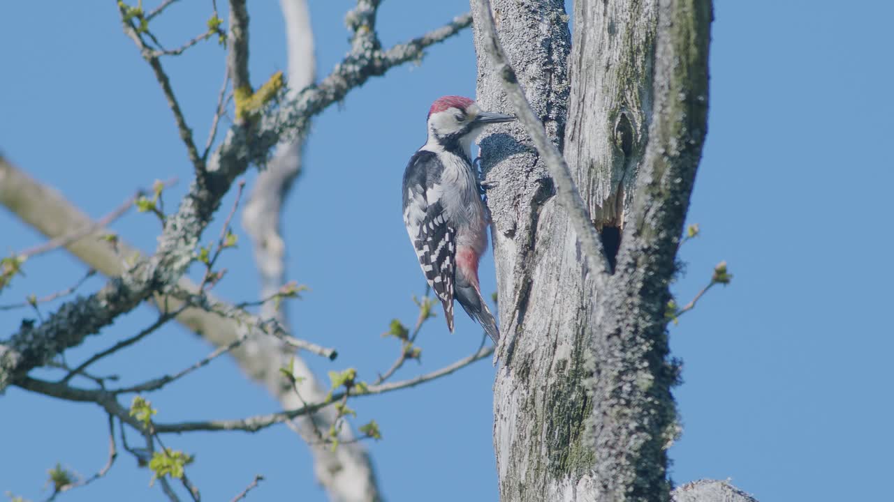 pájaro carpintero de lomo blanco picoteando un árbol, haciendo ruido en la temporada de apareamiento de primavera