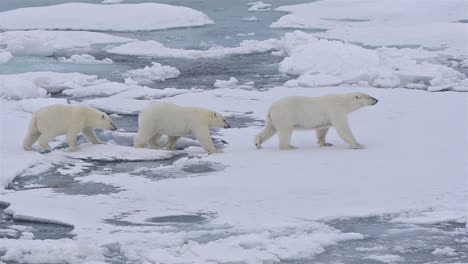 polar bear sow and two cubs walking on the sea ice in polar bear pass north off baffin island in nunavut canada