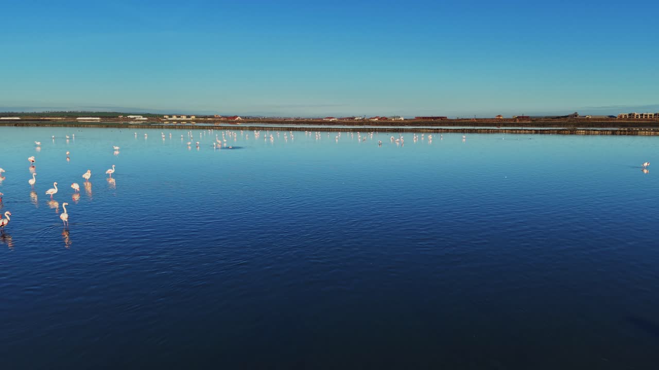 Flamingos gather in shallow water under blue sky at a salt flat