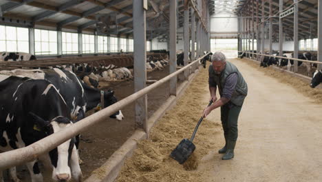 man shoveling hay inside dairy farm facility