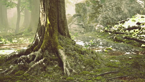 majestic tree roots emerge from the forest floor in morning light