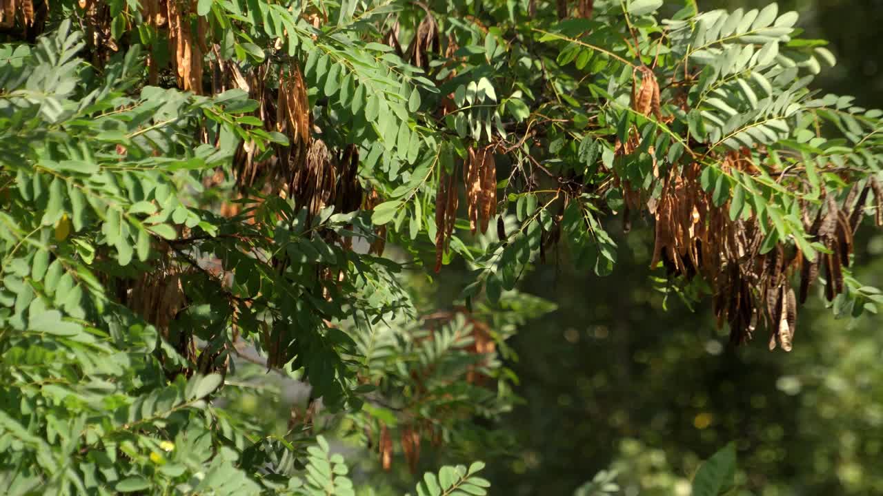 Rami di acacia con semi che ondeggiano al vento 01