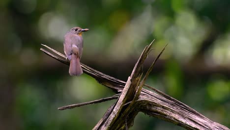 El-Papamoscas-Azul-De-La-Colina-Se-Encuentra-En-Un-Hábitat-De-Gran-Altura,-Tiene-Plumas-Azules-Y-Un-Pecho-Anaranjado-Para-El-Macho,-Mientras-Que-La-Hembra-Es-De-Color-Marrón-Canela-Pálido-Y-También-Con-Un-Pecho-Anaranjado-En-Transición