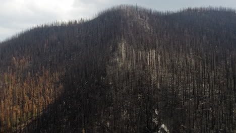 Scorched-mountainside-with-skeletal-remains-of-trees-after-wildfire,-aerial