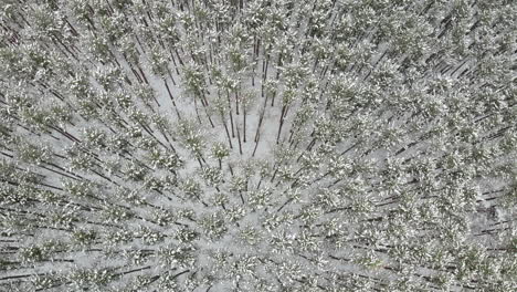 pan up aerial over snow covered pine trees in cold winter forest