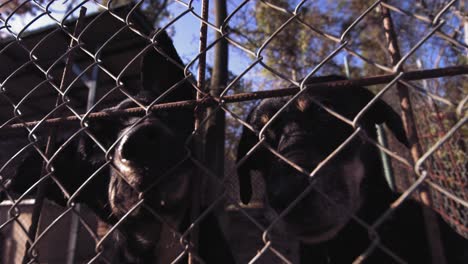 Imágenes-En-Cámara-Lenta-De-Dos-Perros-Detrás-De-Una-Valla-Tratando-De-Meter-La-Nariz-En-La-Cámara