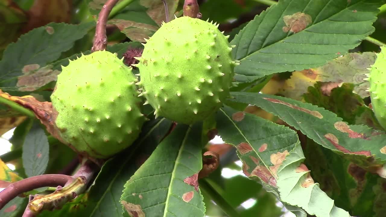 close-up of two horse chestnuts growing on a Horse chestnut tree