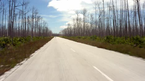 naked trees and deserted roads in bahamas, demolished landscape after hurricane dorian