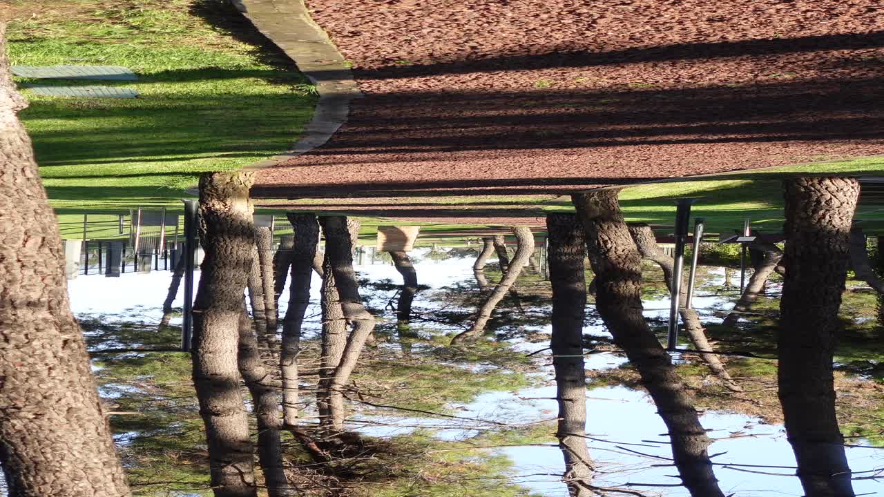 一條穿過樹木的路