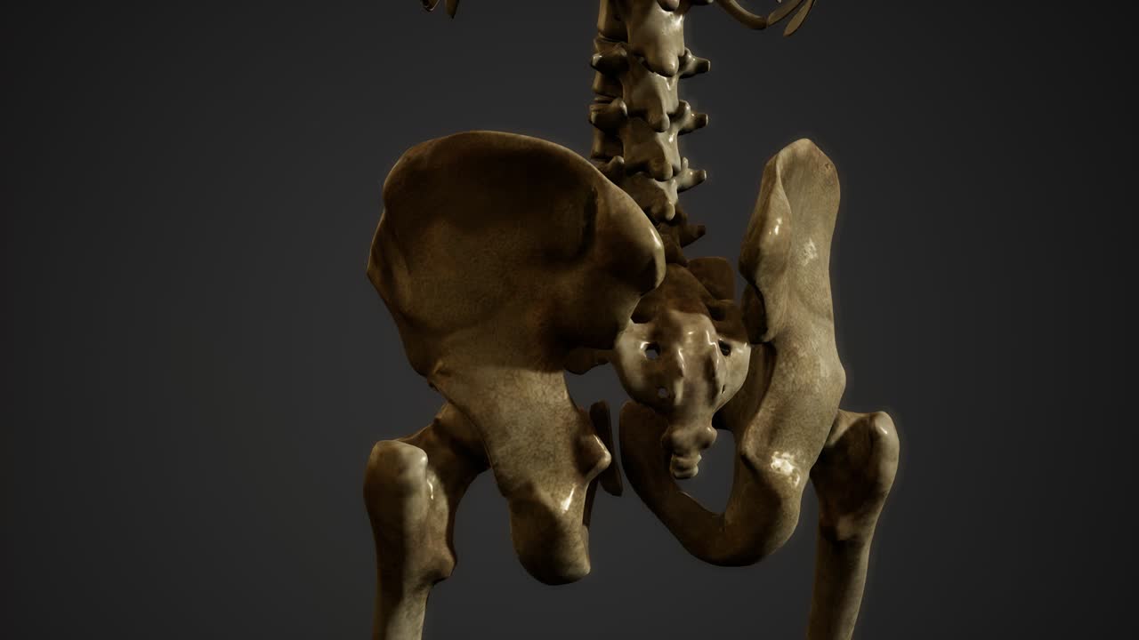 인간의 골격의  ⁇