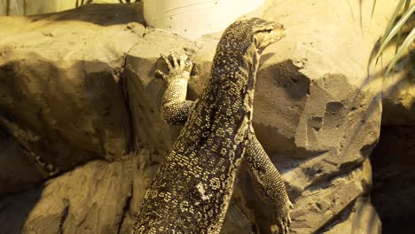 lagarto monitor tratando de escalar una roca