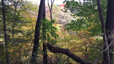 Tief-Im-Natürlichen-Wald-Im-Herbst